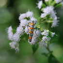 Orange Bug